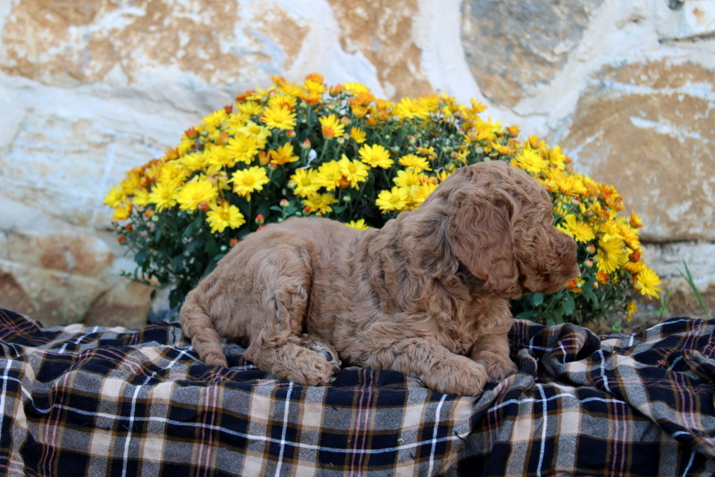 puppy, for, sale, Mini Goldendoodle F1B, Matthew B. Stoltzfus, dog, breeder, Gap, PA, dog-breeder, puppy-for-sale, forsale, nearby, find, puppyfind, locator, puppylocator, aca